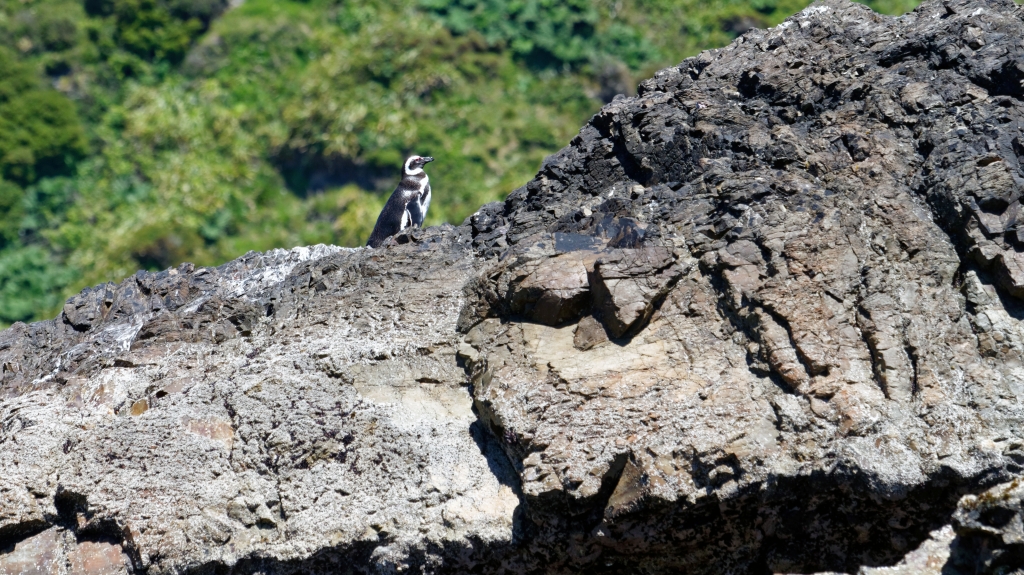 11 - Île de Chiloé (9).jpg